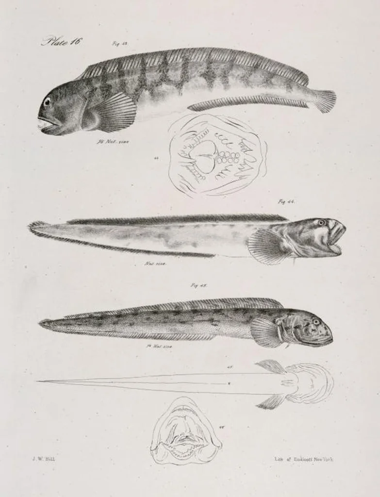 An illustration from Zoology of New York; or, The New York fauna [Series: Natural history of New York], 1842, leaf 217
