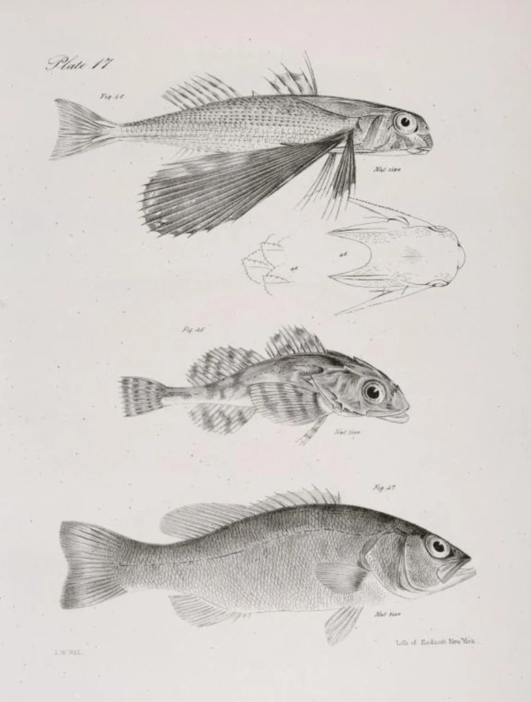An illustration from Zoology of New York; or, The New York fauna [Series: Natural history of New York], 1842, leaf 218