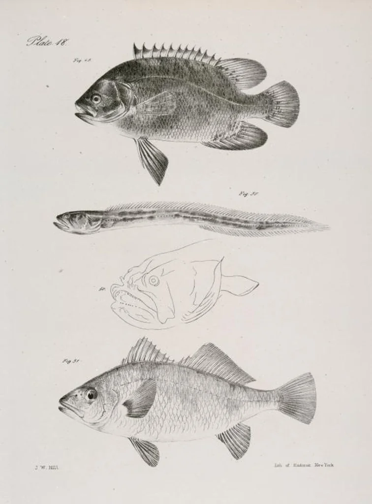 An illustration from Zoology of New York; or, The New York fauna [Series: Natural history of New York], 1842, leaf 219