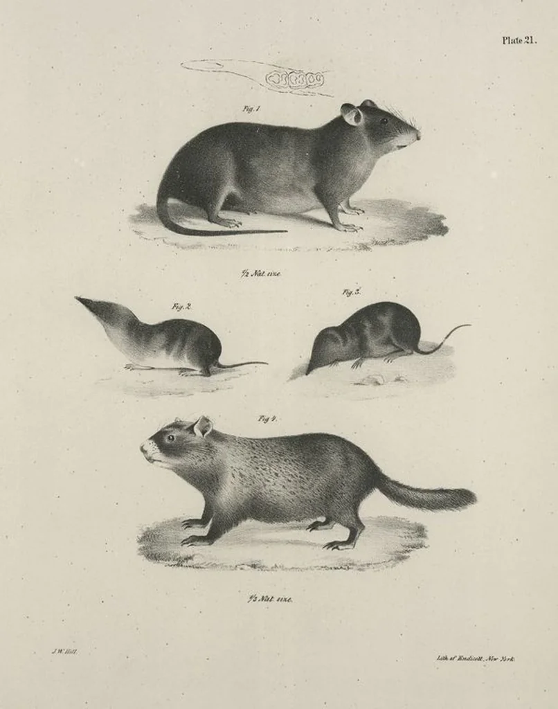 An illustration from Zoology of New York; or, The New York fauna [Series: Natural history of New York], 1842, leaf 22