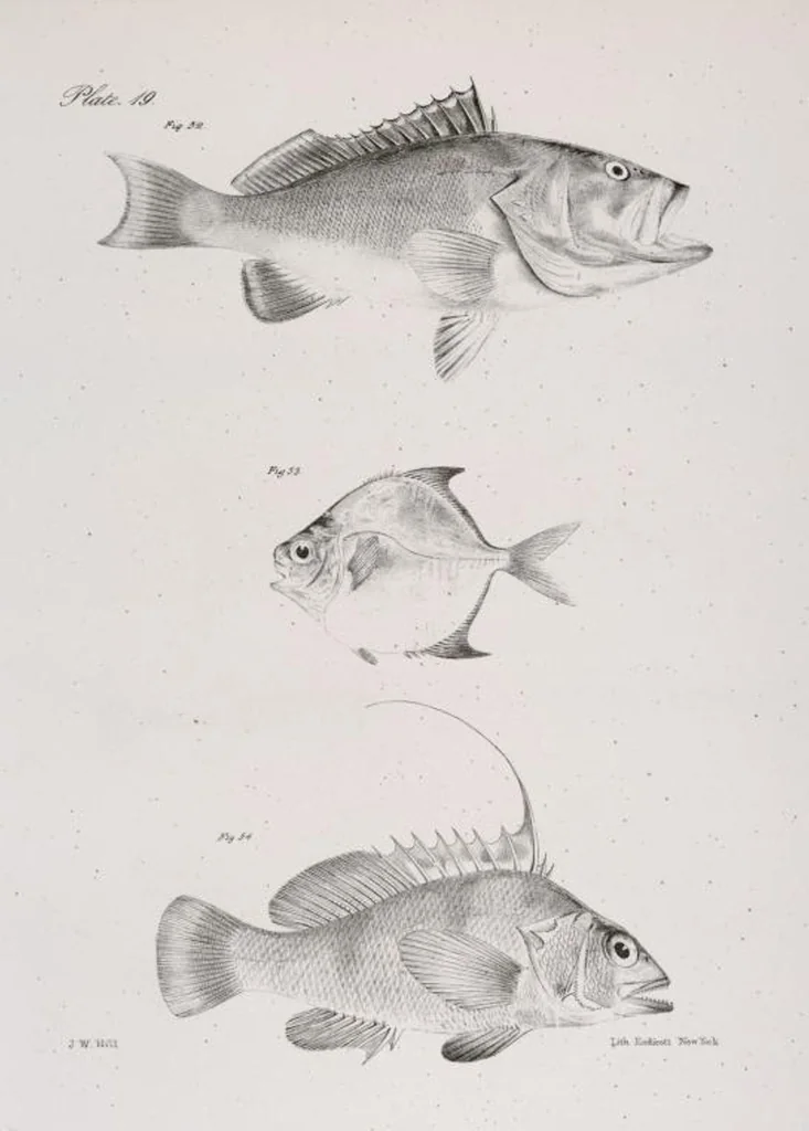 An illustration from Zoology of New York; or, The New York fauna [Series: Natural history of New York], 1842, leaf 220