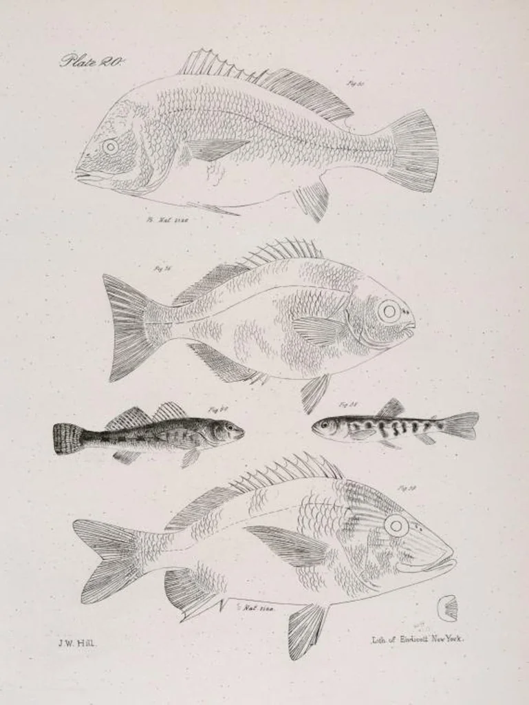 An illustration from Zoology of New York; or, The New York fauna [Series: Natural history of New York], 1842, leaf 221