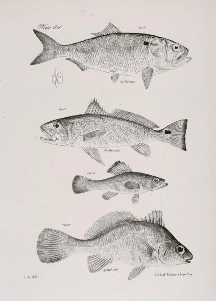 An illustration from Zoology of New York; or, The New York fauna [Series: Natural history of New York], 1842, leaf 222