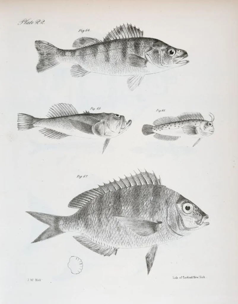 An illustration from Zoology of New York; or, The New York fauna [Series: Natural history of New York], 1842, leaf 223