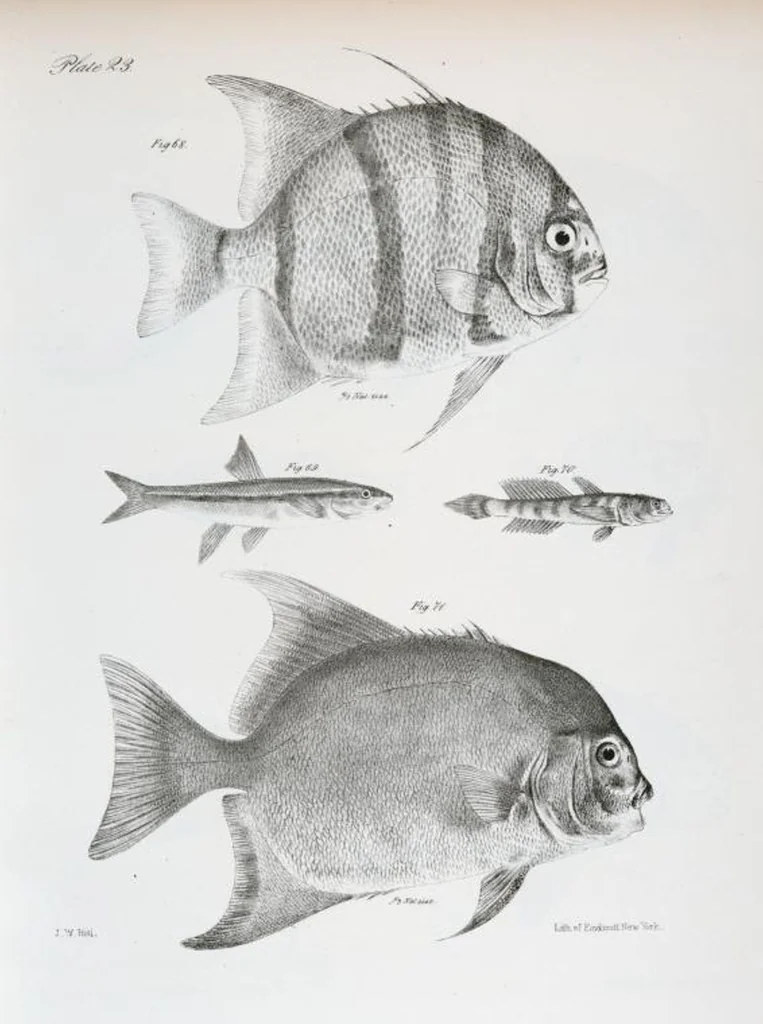 An illustration from Zoology of New York; or, The New York fauna [Series: Natural history of New York], 1842, leaf 224