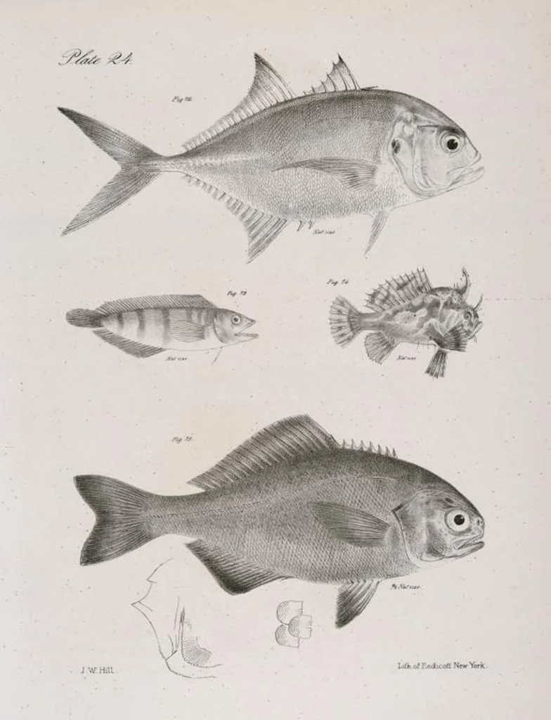 An illustration from Zoology of New York; or, The New York fauna [Series: Natural history of New York], 1842, leaf 225