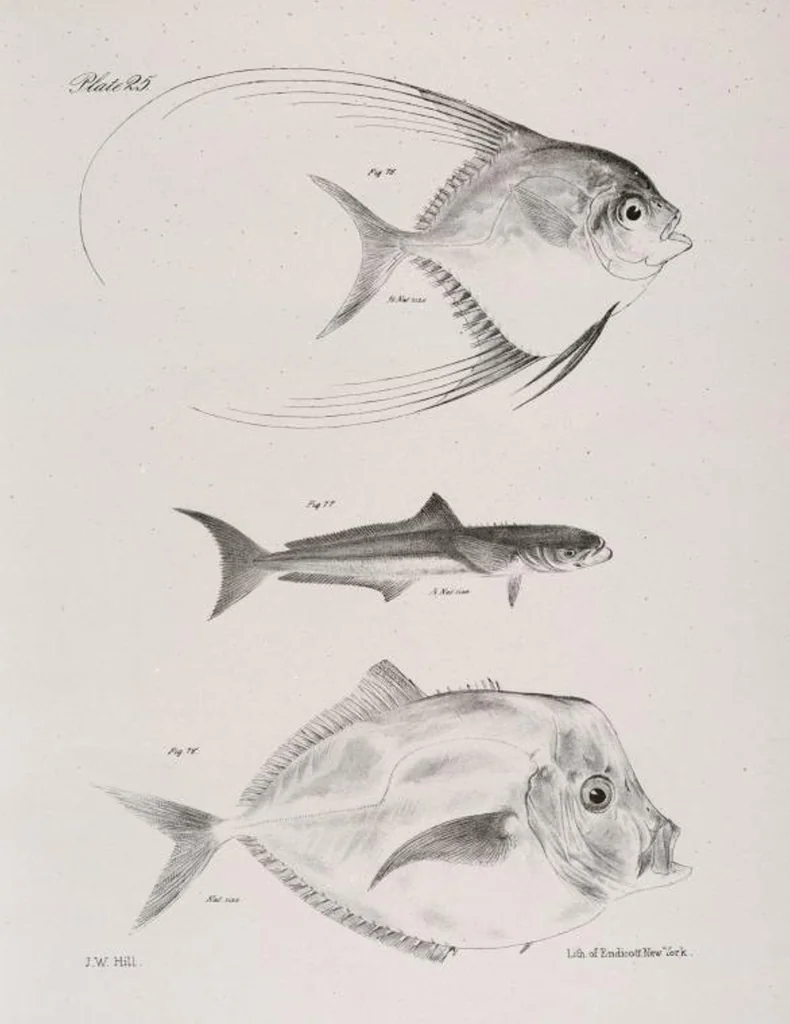 An illustration from Zoology of New York; or, The New York fauna [Series: Natural history of New York], 1842, leaf 226