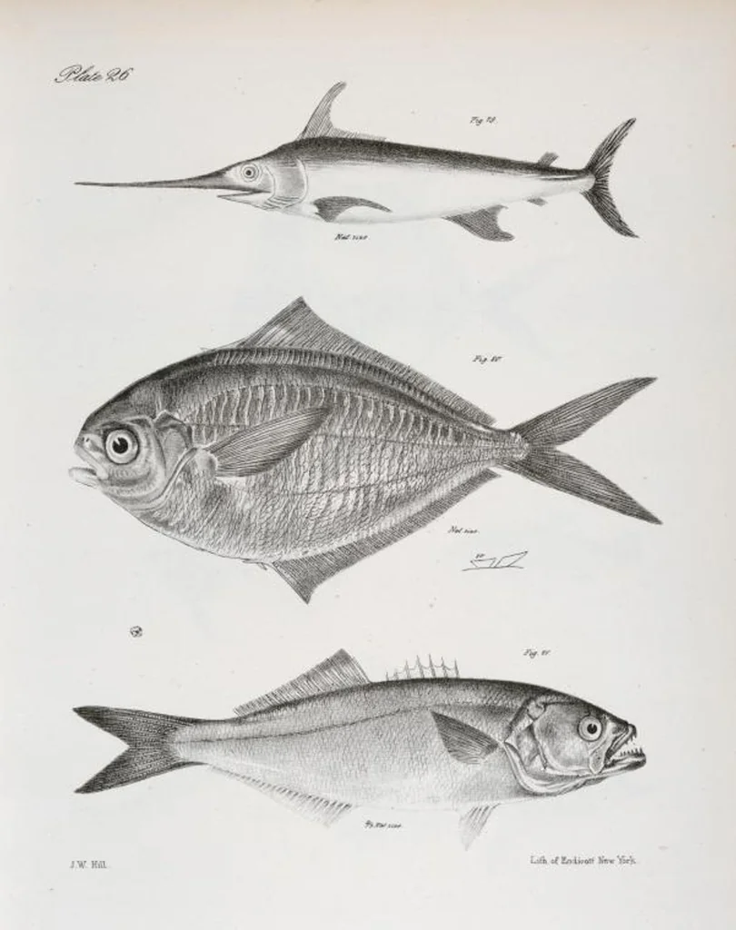 An illustration from Zoology of New York; or, The New York fauna [Series: Natural history of New York], 1842, leaf 227