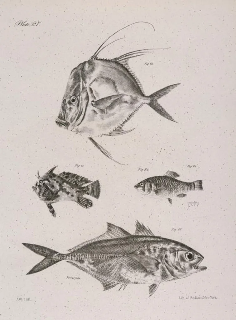 An illustration from Zoology of New York; or, The New York fauna [Series: Natural history of New York], 1842, leaf 228