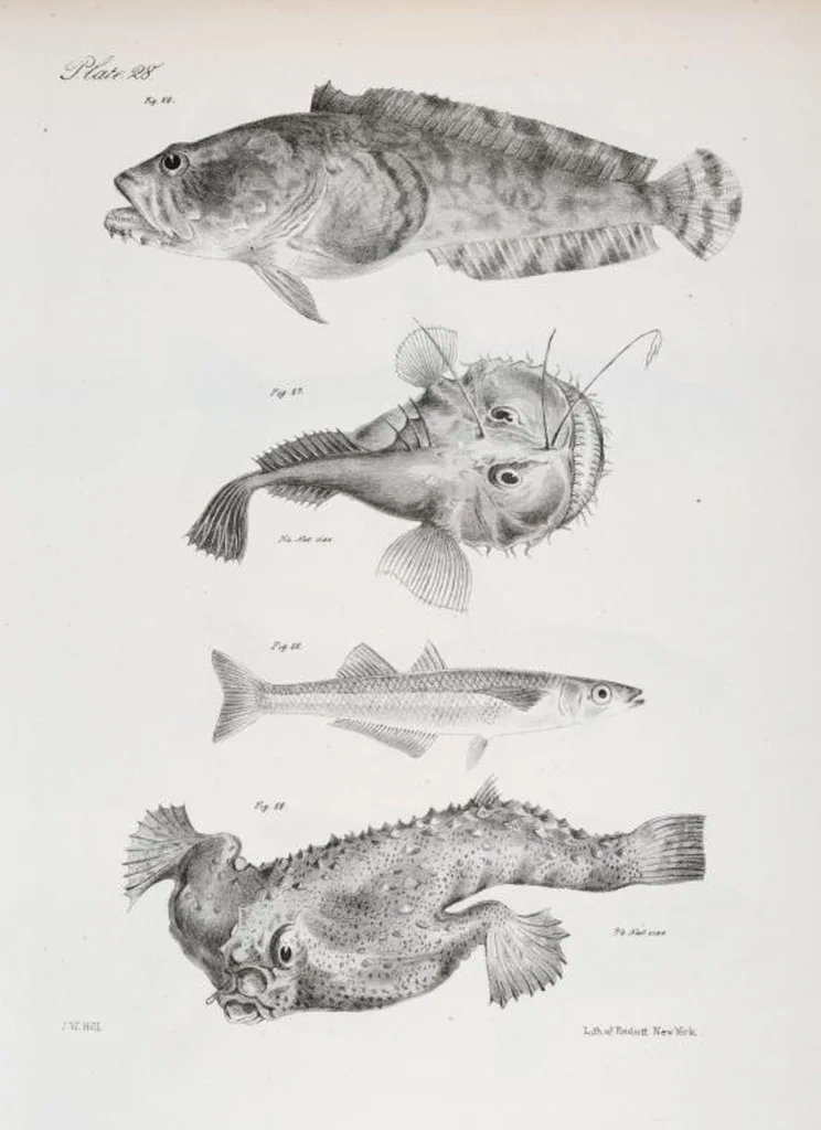 An illustration from Zoology of New York; or, The New York fauna [Series: Natural history of New York], 1842, leaf 229