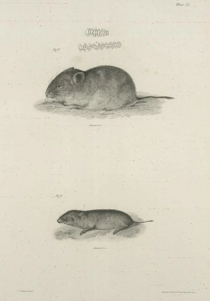 An illustration from Zoology of New York; or, The New York fauna [Series: Natural history of New York], 1842, leaf 23