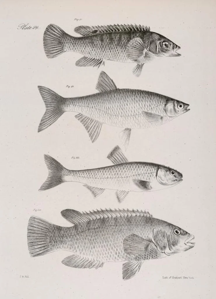 An illustration from Zoology of New York; or, The New York fauna [Series: Natural history of New York], 1842, leaf 230