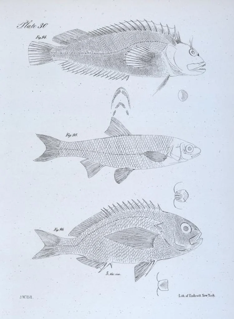 An illustration from Zoology of New York; or, The New York fauna [Series: Natural history of New York], 1842, leaf 231
