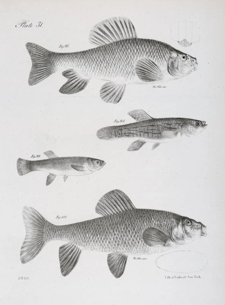 An illustration from Zoology of New York; or, The New York fauna [Series: Natural history of New York], 1842, leaf 232
