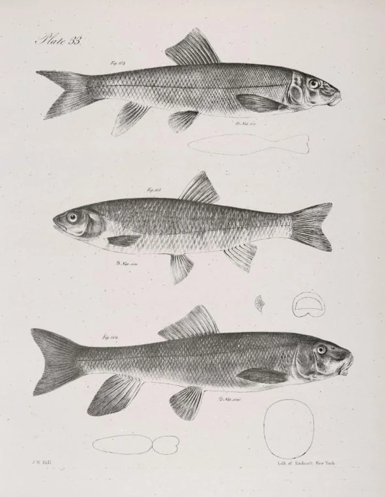 An illustration from Zoology of New York; or, The New York fauna [Series: Natural history of New York], 1842, leaf 234
