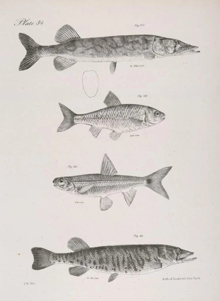 An illustration from Zoology of New York; or, The New York fauna [Series: Natural history of New York], 1842, leaf 235