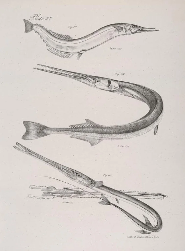 An illustration from Zoology of New York; or, The New York fauna [Series: Natural history of New York], 1842, leaf 236