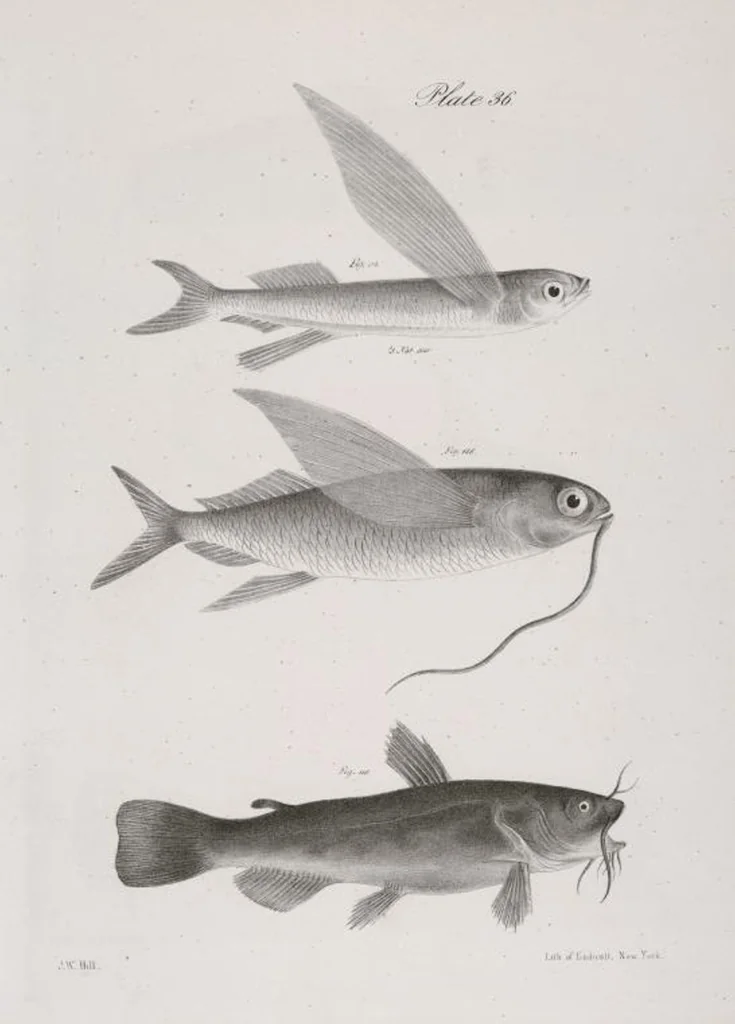 An illustration from Zoology of New York; or, The New York fauna [Series: Natural history of New York], 1842, leaf 237