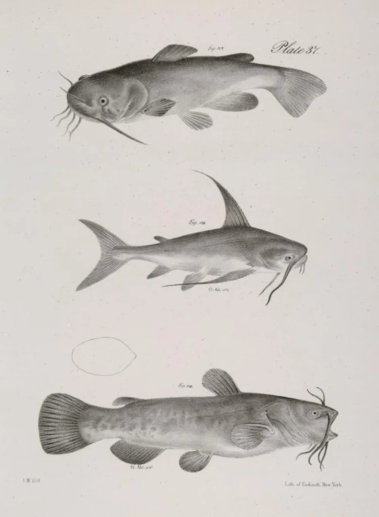 An illustration from Zoology of New York; or, The New York fauna [Series: Natural history of New York], 1842, leaf 238