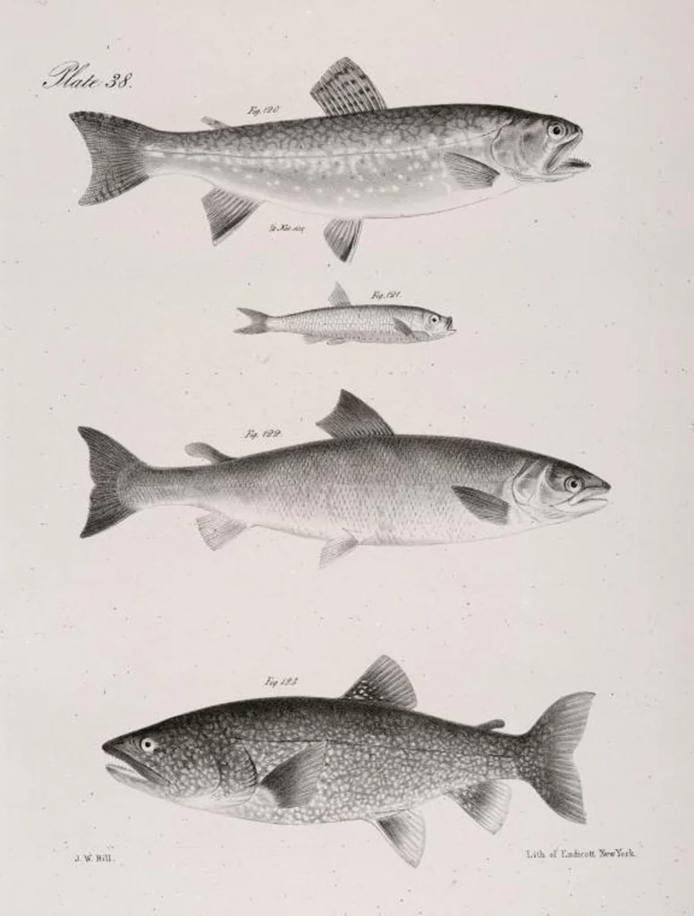 An illustration from Zoology of New York; or, The New York fauna [Series: Natural history of New York], 1842, leaf 239