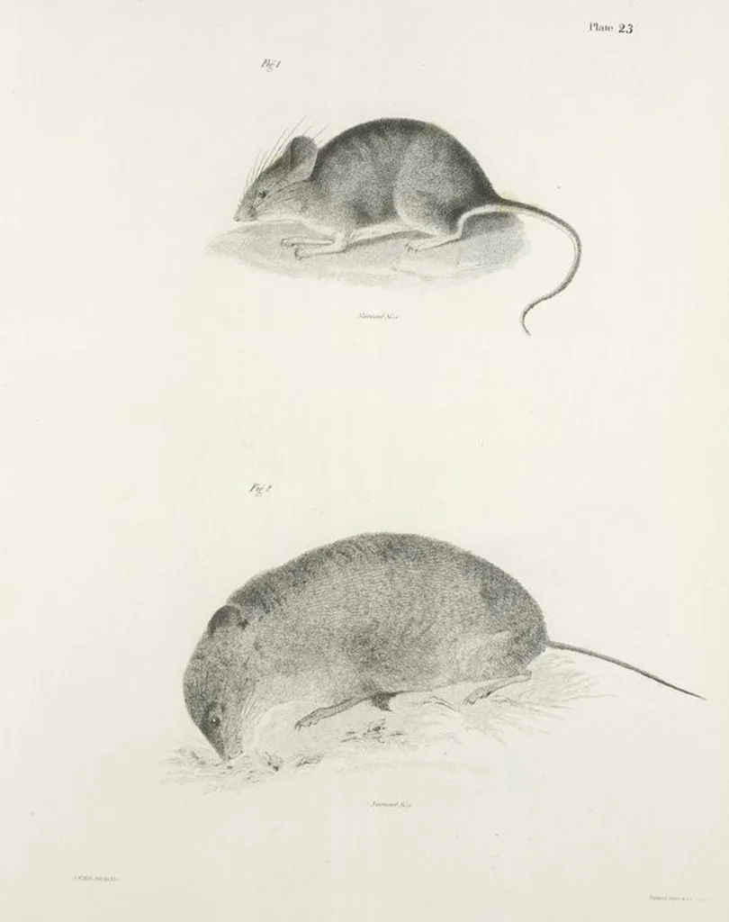 An illustration from Zoology of New York; or, The New York fauna [Series: Natural history of New York], 1842, leaf 24
