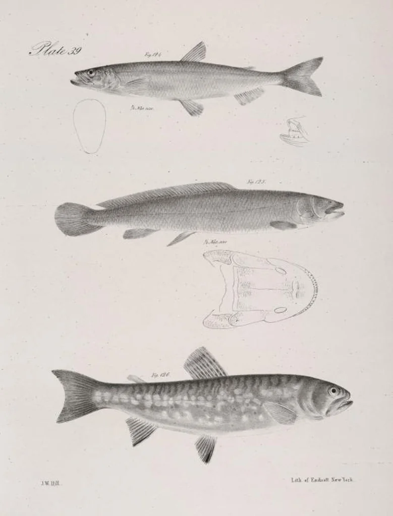 An illustration from Zoology of New York; or, The New York fauna [Series: Natural history of New York], 1842, leaf 240