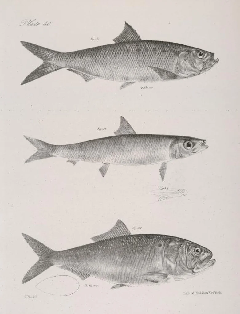 An illustration from Zoology of New York; or, The New York fauna [Series: Natural history of New York], 1842, leaf 241