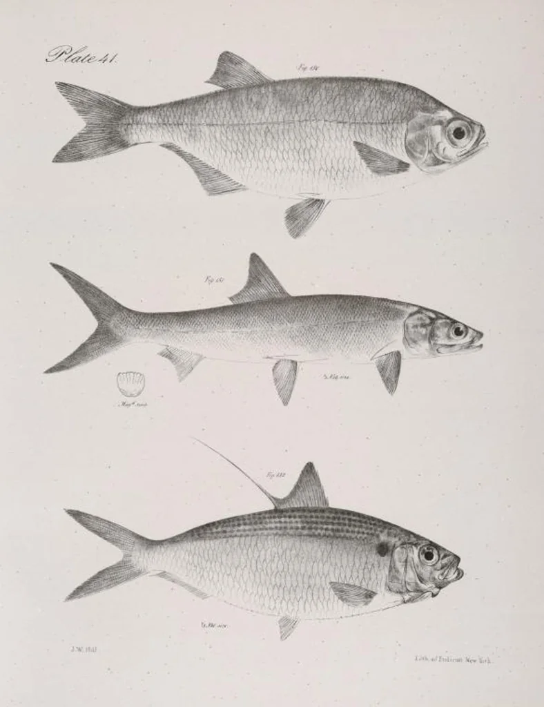 An illustration from Zoology of New York; or, The New York fauna [Series: Natural history of New York], 1842, leaf 242
