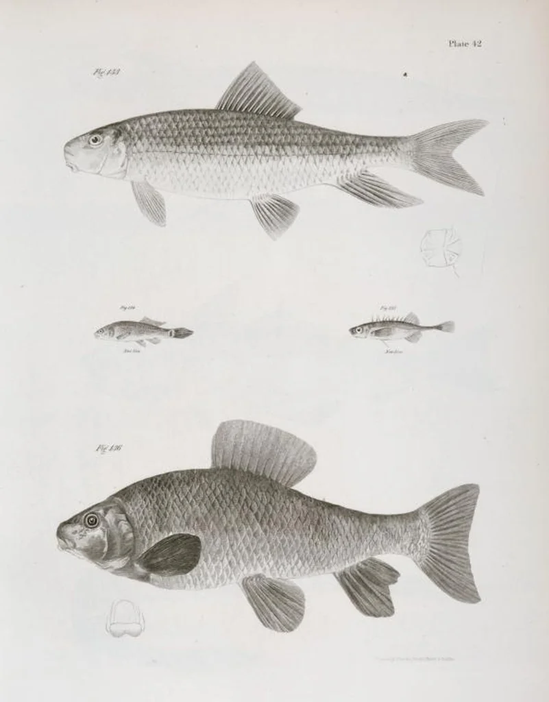 An illustration from Zoology of New York; or, The New York fauna [Series: Natural history of New York], 1842, leaf 243
