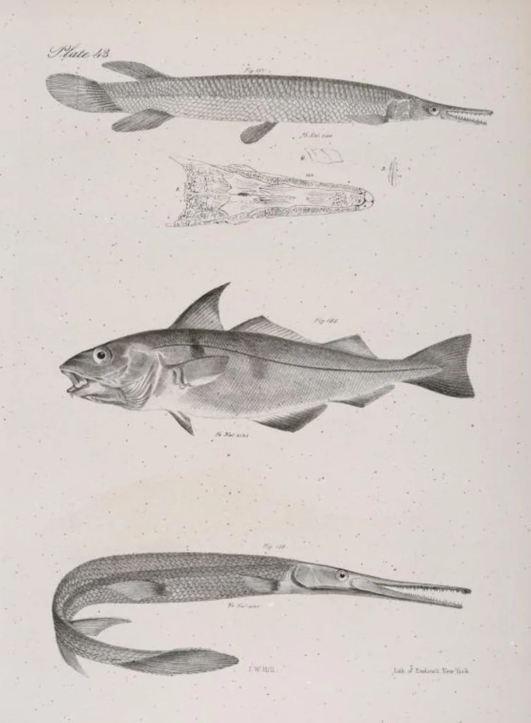 An illustration from Zoology of New York; or, The New York fauna [Series: Natural history of New York], 1842, leaf 244