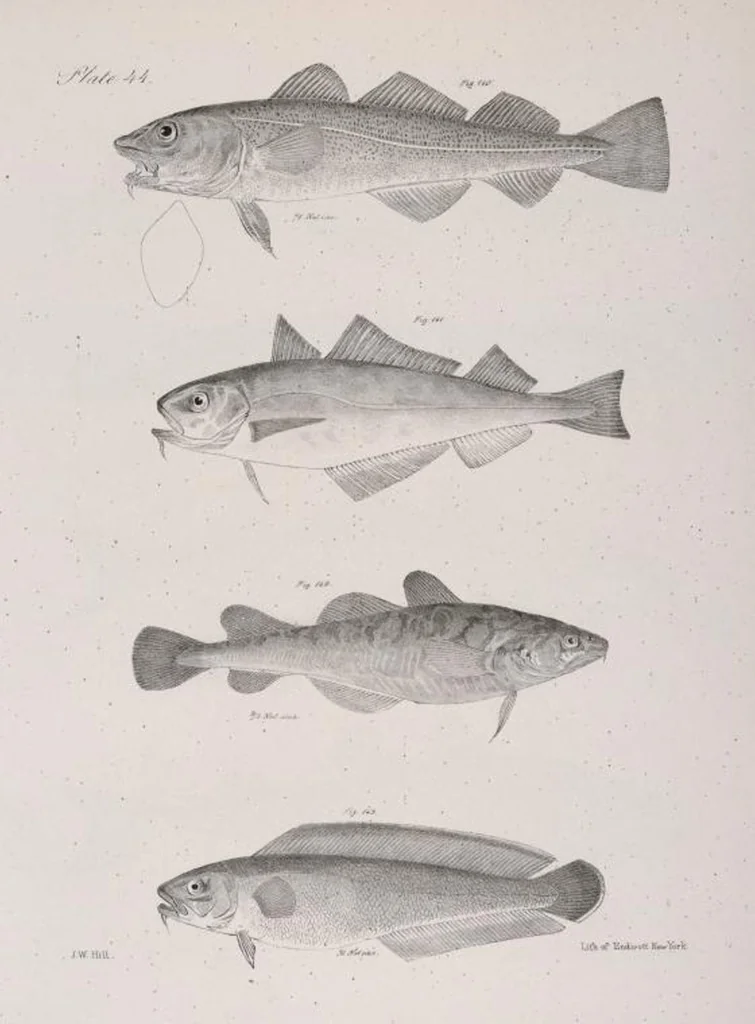 An illustration from Zoology of New York; or, The New York fauna [Series: Natural history of New York], 1842, leaf 245