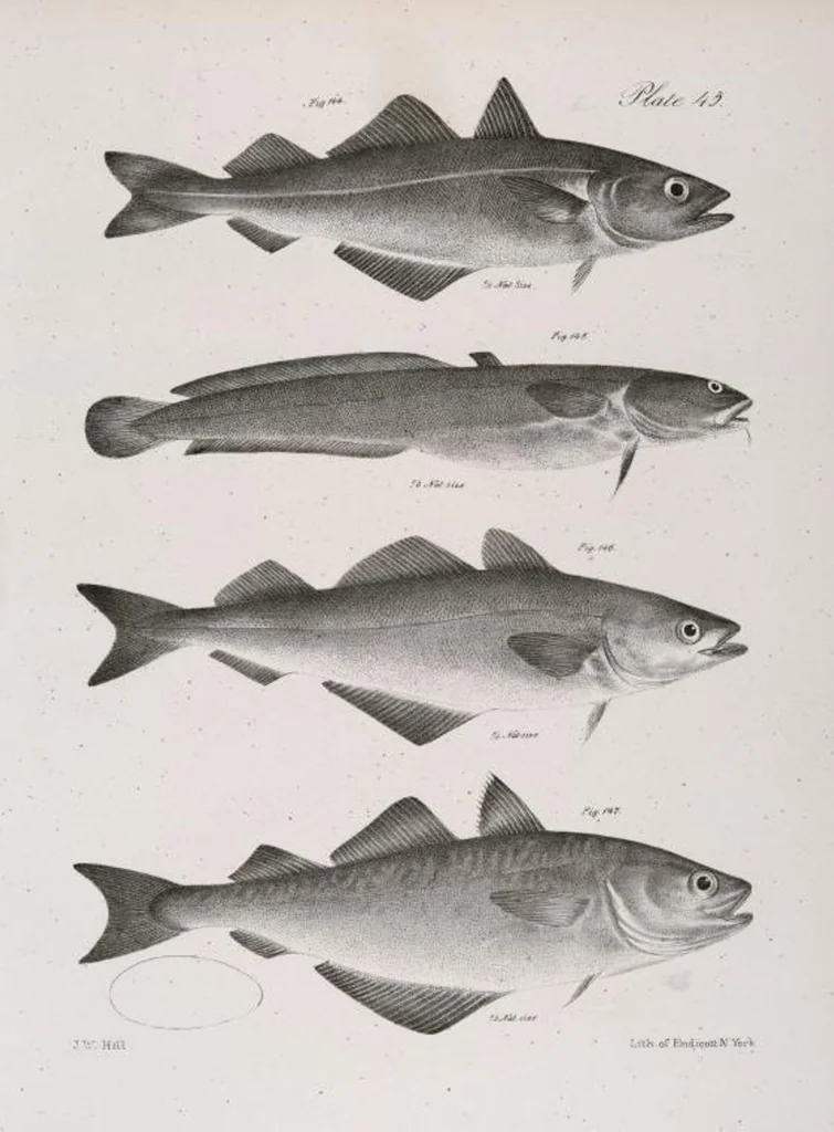 An illustration from Zoology of New York; or, The New York fauna [Series: Natural history of New York], 1842, leaf 246