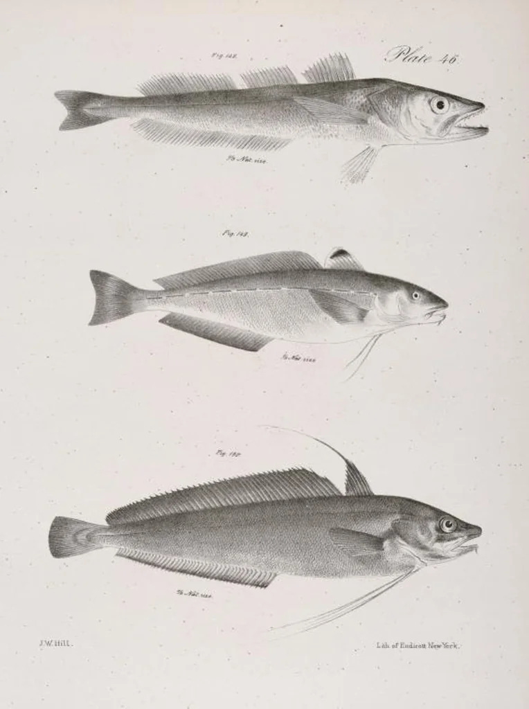 An illustration from Zoology of New York; or, The New York fauna [Series: Natural history of New York], 1842, leaf 247