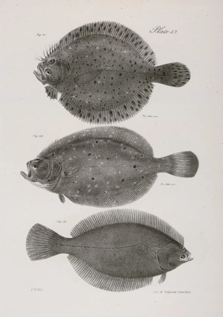 An illustration from Zoology of New York; or, The New York fauna [Series: Natural history of New York], 1842, leaf 248