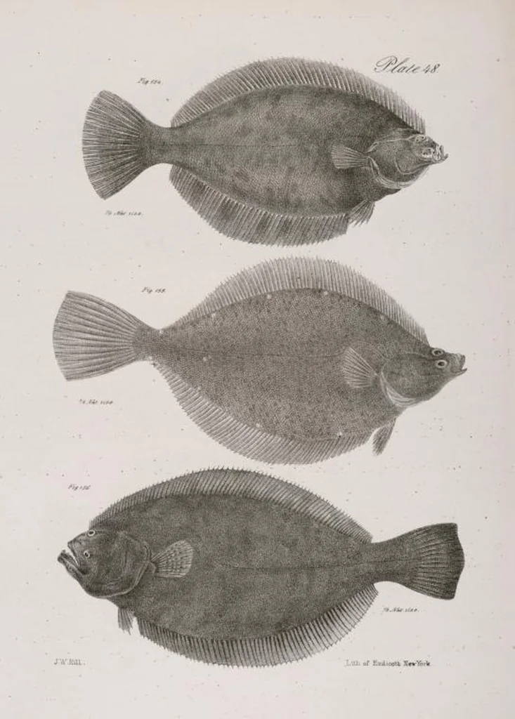 An illustration from Zoology of New York; or, The New York fauna [Series: Natural history of New York], 1842, leaf 249