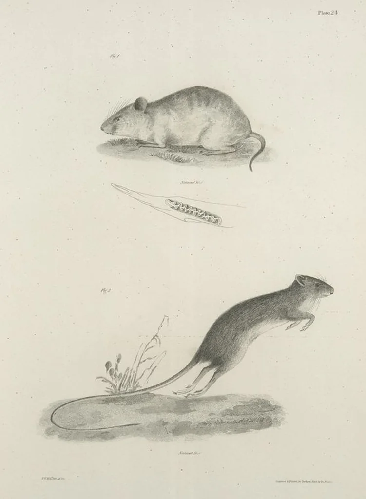 An illustration from Zoology of New York; or, The New York fauna [Series: Natural history of New York], 1842, leaf 25