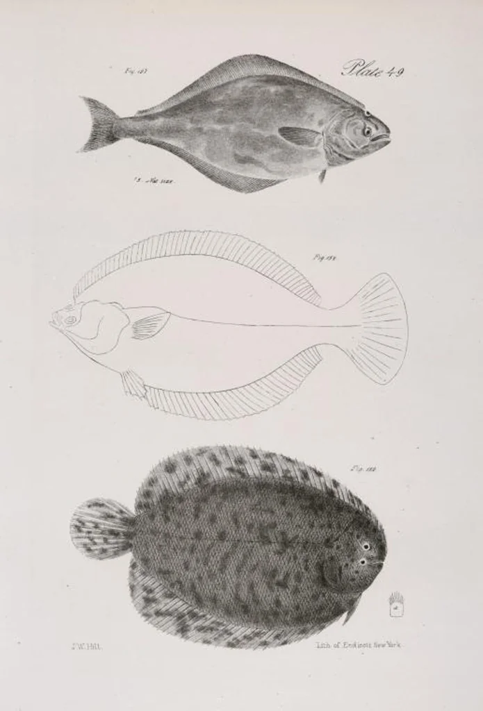 An illustration from Zoology of New York; or, The New York fauna [Series: Natural history of New York], 1842, leaf 250