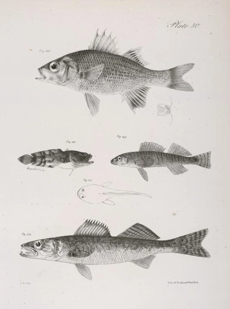 An illustration from Zoology of New York; or, The New York fauna [Series: Natural history of New York], 1842, leaf 251