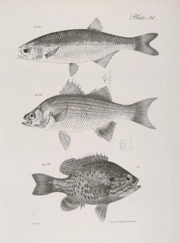 An illustration from Zoology of New York; or, The New York fauna [Series: Natural history of New York], 1842, leaf 252