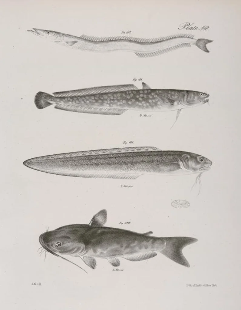 An illustration from Zoology of New York; or, The New York fauna [Series: Natural history of New York], 1842, leaf 253