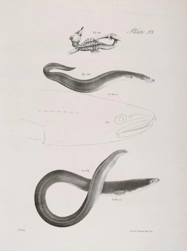 An illustration from Zoology of New York; or, The New York fauna [Series: Natural history of New York], 1842, leaf 254