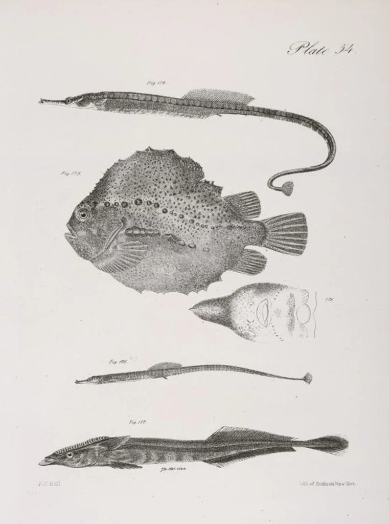 An illustration from Zoology of New York; or, The New York fauna [Series: Natural history of New York], 1842, leaf 255
