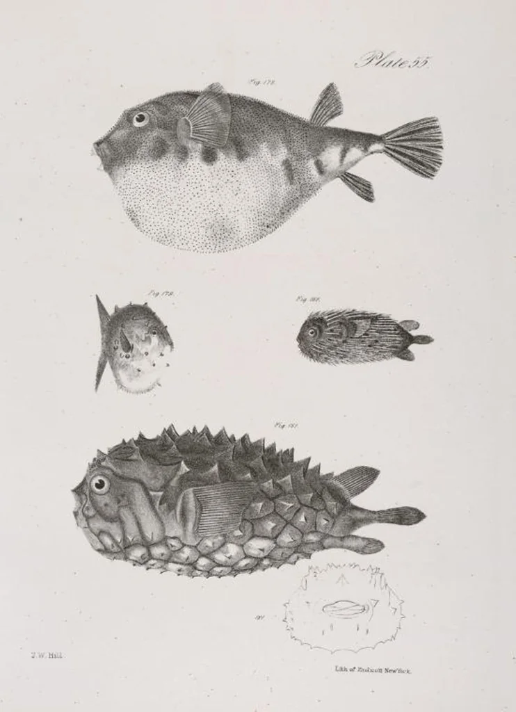 An illustration from Zoology of New York; or, The New York fauna [Series: Natural history of New York], 1842, leaf 256