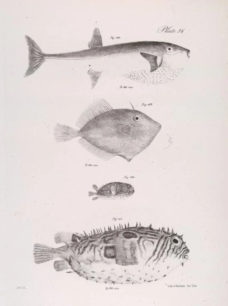An illustration from Zoology of New York; or, The New York fauna [Series: Natural history of New York], 1842, leaf 257