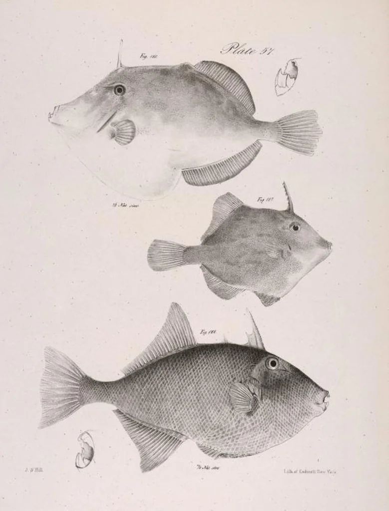 An illustration from Zoology of New York; or, The New York fauna [Series: Natural history of New York], 1842, leaf 258