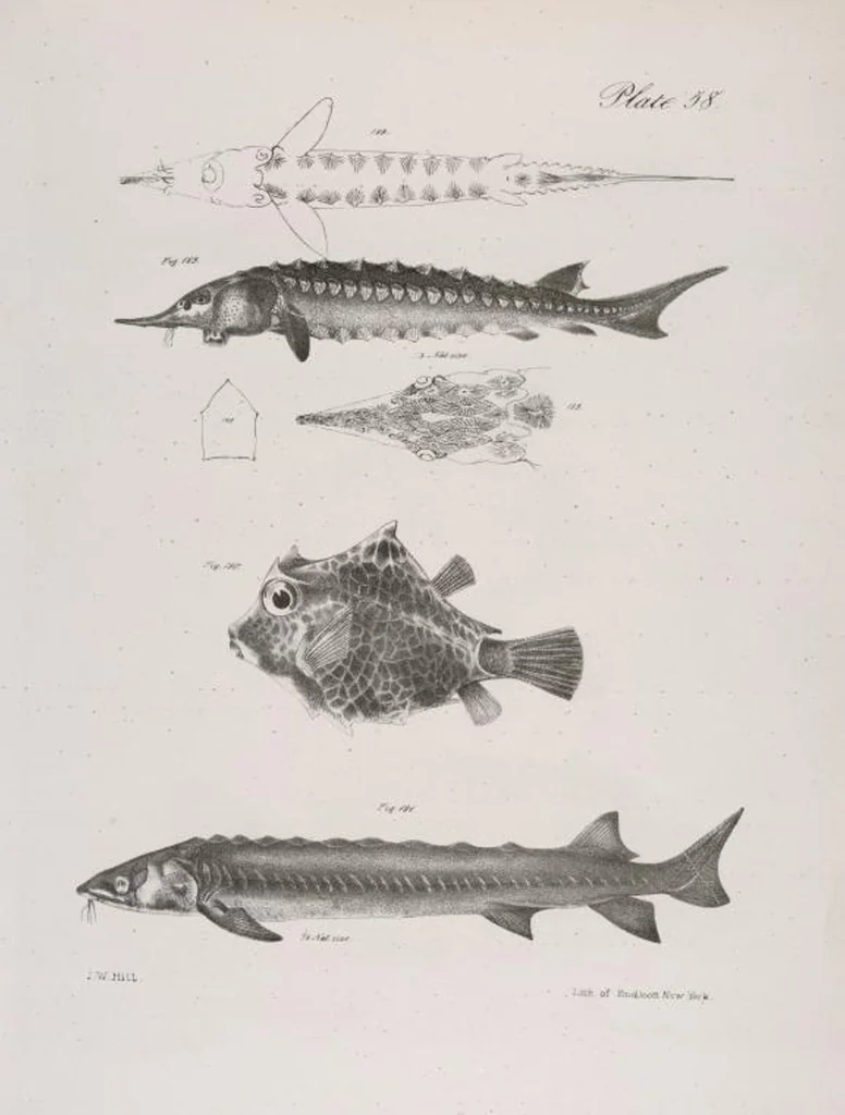 An illustration from Zoology of New York; or, The New York fauna [Series: Natural history of New York], 1842, leaf 259