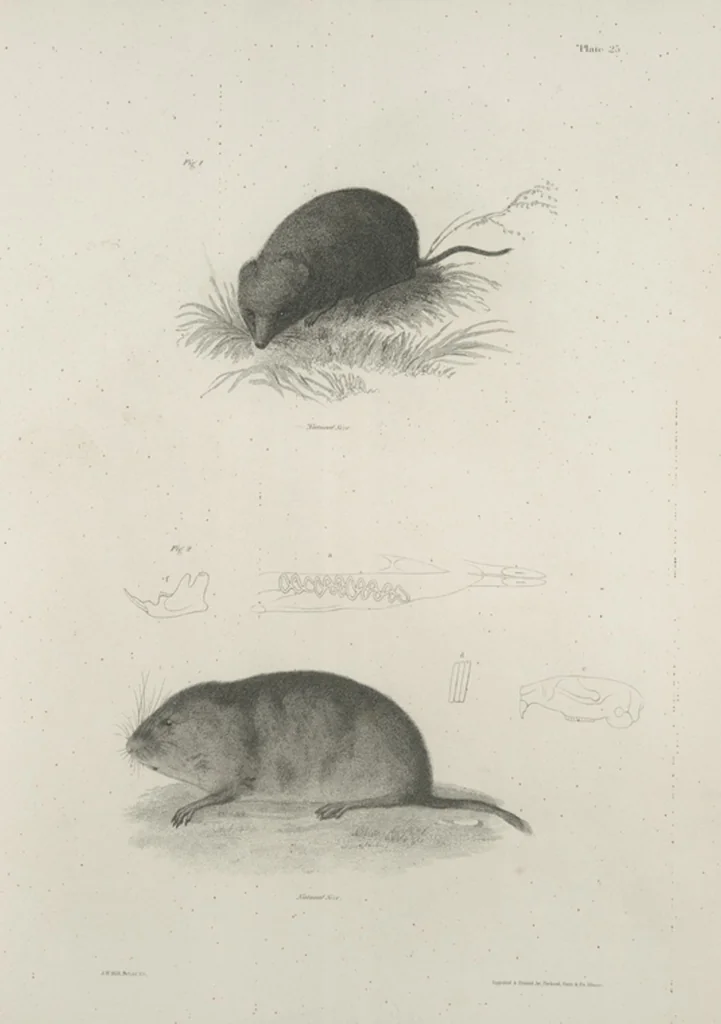 An illustration from Zoology of New York; or, The New York fauna [Series: Natural history of New York], 1842, leaf 26
