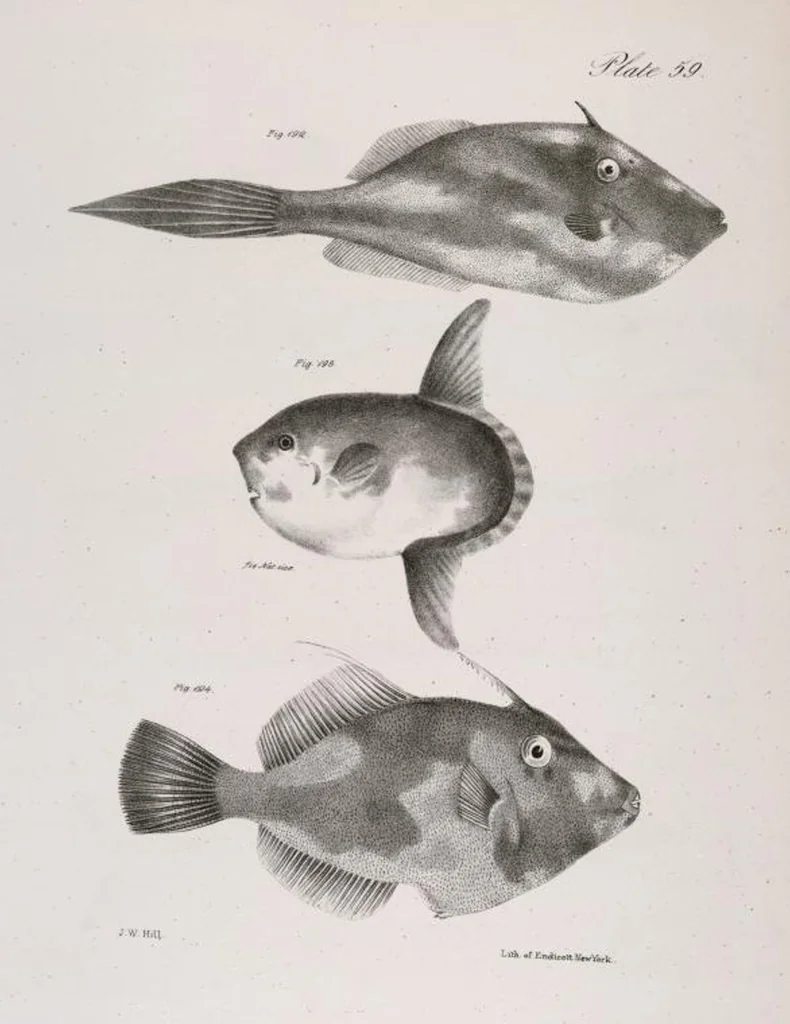 An illustration from Zoology of New York; or, The New York fauna [Series: Natural history of New York], 1842, leaf 260