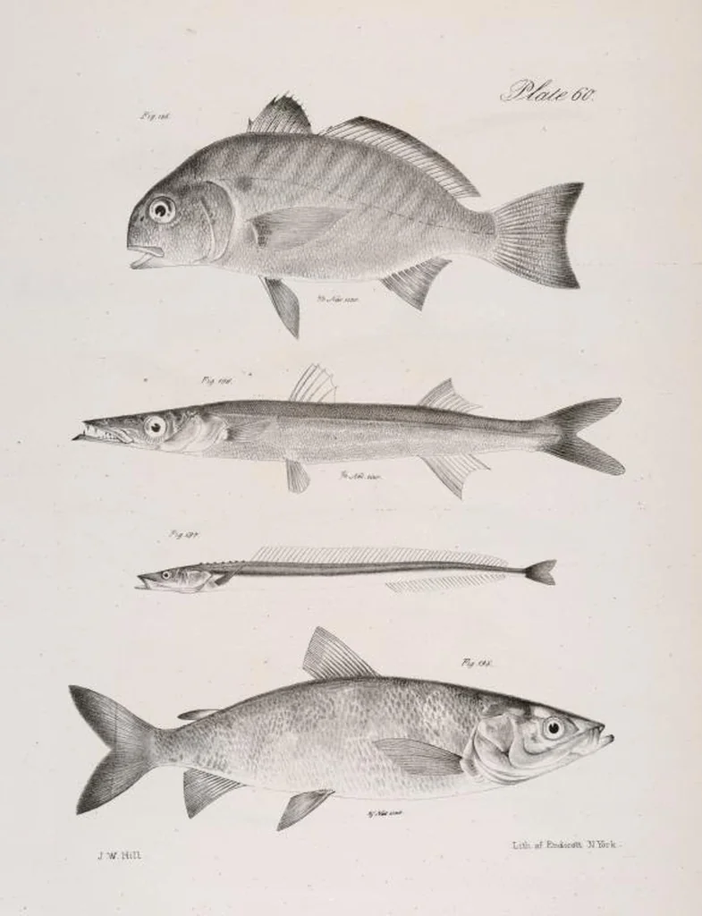 An illustration from Zoology of New York; or, The New York fauna [Series: Natural history of New York], 1842, leaf 261