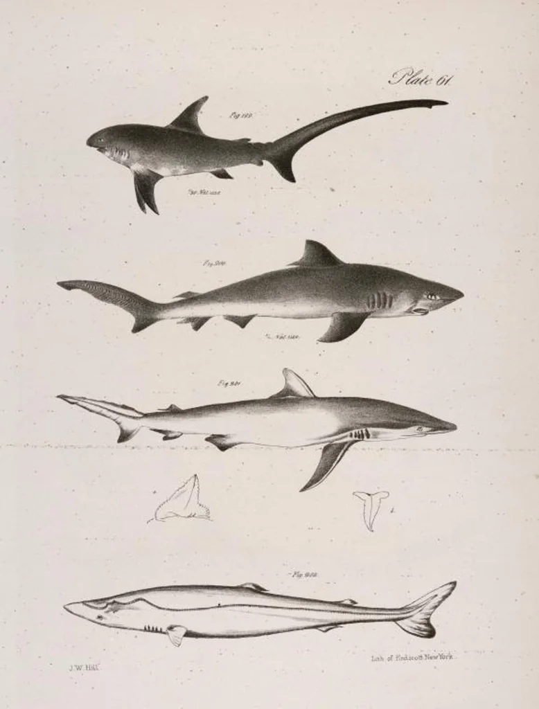 An illustration from Zoology of New York; or, The New York fauna [Series: Natural history of New York], 1842, leaf 262